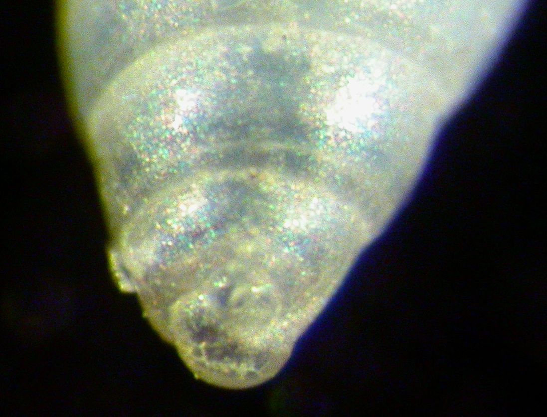 Odostomia conoidea?